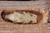 Tesařík bukový (Brouci), Cerambyx scopolii, Cerambycidae, Cerambycini (Coleoptera)